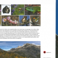 oiseaux et biodiversité du valais dos 06