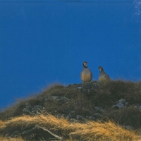 oiseaux et biodiversité du valais page couverture 01